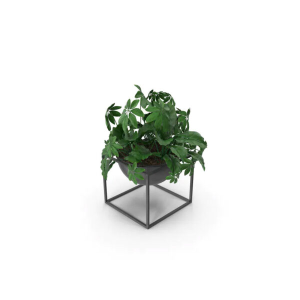 Green Plant